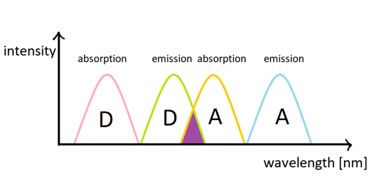 FRET scheme